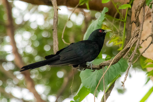 Asian Koel