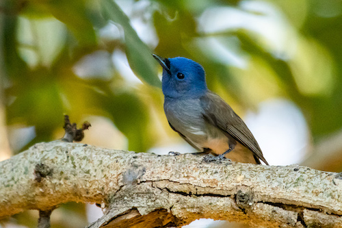 Black-naped Monarch at the balcony