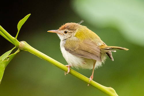 Common Tailorbird