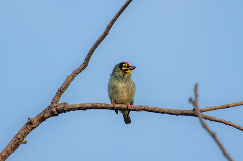 Coppersmith Barbet