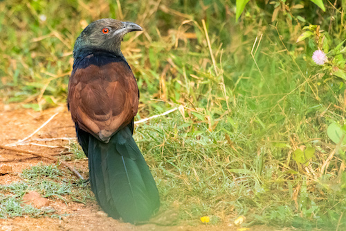 Greater Coucal