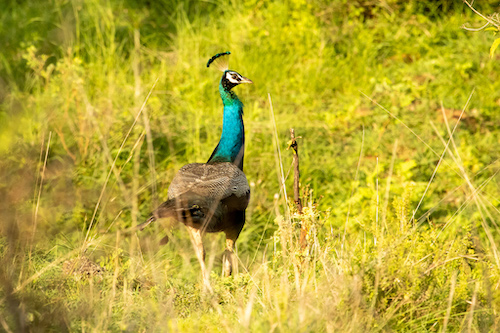 Indian Peafowl