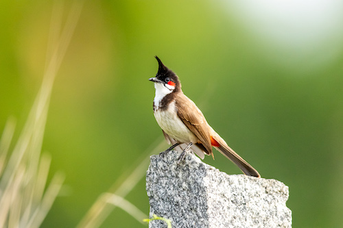 Red-whiskered Bulbul