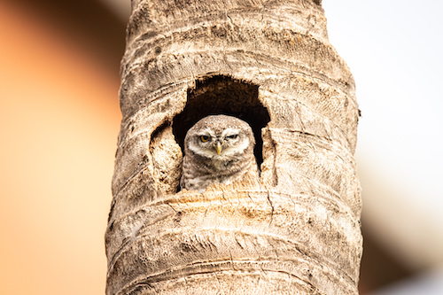 Spotted Owlets