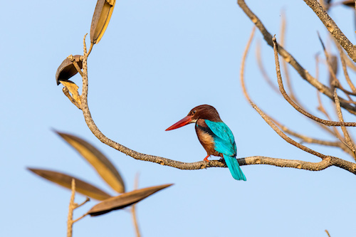 White-throated Kingfisher