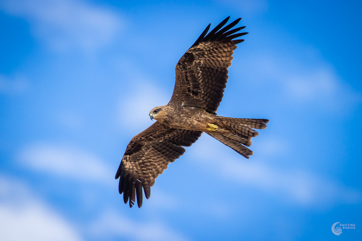 A black kite over the Malhar terraces
