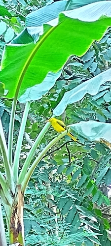 Indian Golden Oriole at Malhar