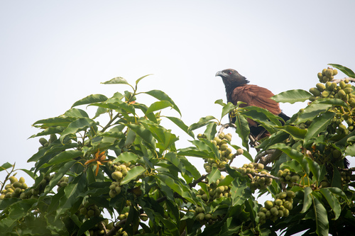 Greater Coucal at Malhar