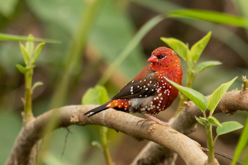 Red Avadavat by the Amphitheatre