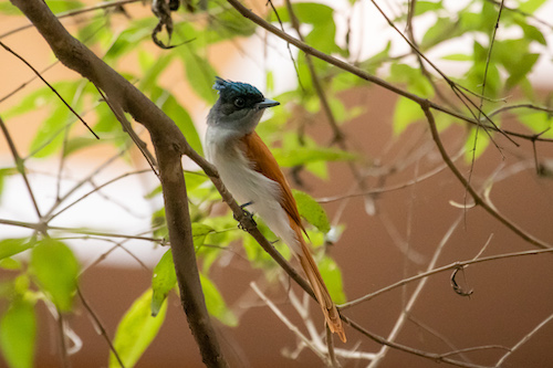 Indian Paradise-Flycatcher